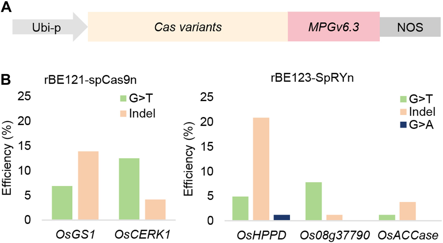 Developing guanine base editors for G-to-T editing in rice