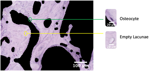 Details are in the caption following the image