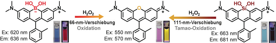 Chemoselective Alteration of Fluorophore Scaffolds as a Strategy for the Development of Ratiometric Chemodosimeters