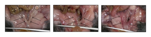 Details are in the caption following the image Details are in the caption following the image