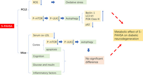 A novel palmitic acid hydroxy stearic acid (5-PAHSA) plays a neuroprotective role by inhibiting phosphorylation of the m-TOR-ULK1 pathway and regulating autophagy