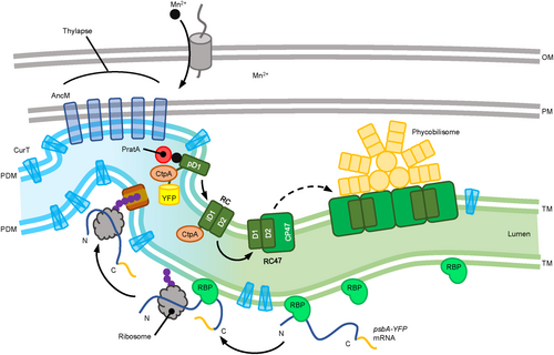 Details are in the caption following the image Details are in the caption following the image