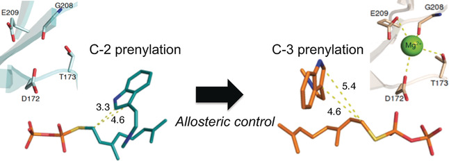 Molecular Insight into the Mg2+-Dependent Allosteric Control of Indole Prenylation by Aromatic Prenyltransferase AmbP1