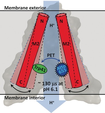 Activation pH and Gating Dynamics of Influenza A M2 Proton Channel Revealed by Single-Molecule Spectroscopy