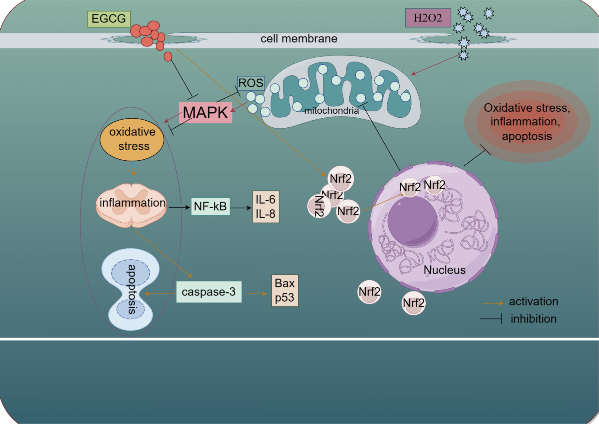 EGCG Alleviates H2O2-Induced Inflammatory Injury and Apoptosis in Bovine Mammary Epithelial Cells Through Nrf2 Pathway Activation and p38MAPK Pathway Inhibition