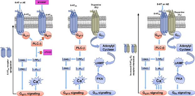 Cane Toad Skin Extract—Induced Upregulation and Increased Interaction of Serotonin 2A and D2 Receptors via Gq/11 Signaling Pathway in CLU213 Cells