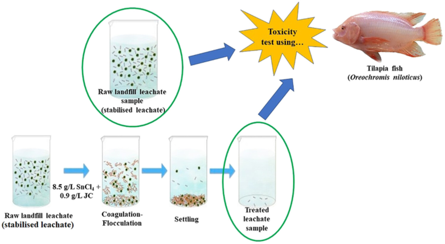 Preliminary study on the toxicological response of red tilapia (Oreochromis niloticus) on landfill leachate treated with Tin(IV) chloride and Jatropha curcas