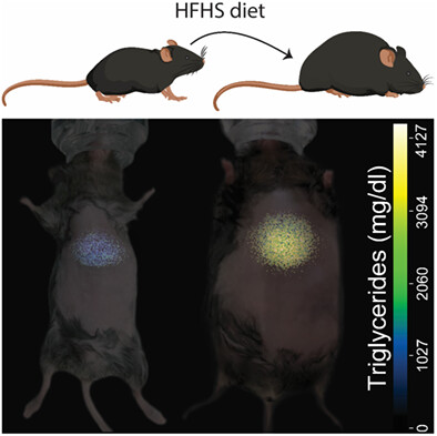 In vivo grading of lipids in fatty liver by near-infrared autofluorescence and reflectance