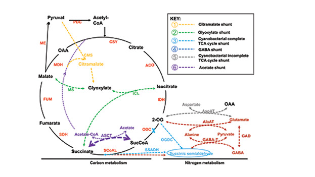 On the role of the tricarboxylic acid cycle in plant productivity
