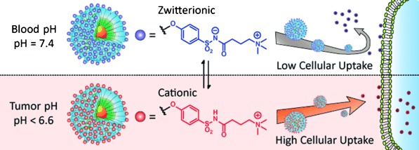 Acylsulfonamide-Functionalized Zwitterionic Gold Nanoparticles for Enhanced Cellular Uptake at Tumor pH