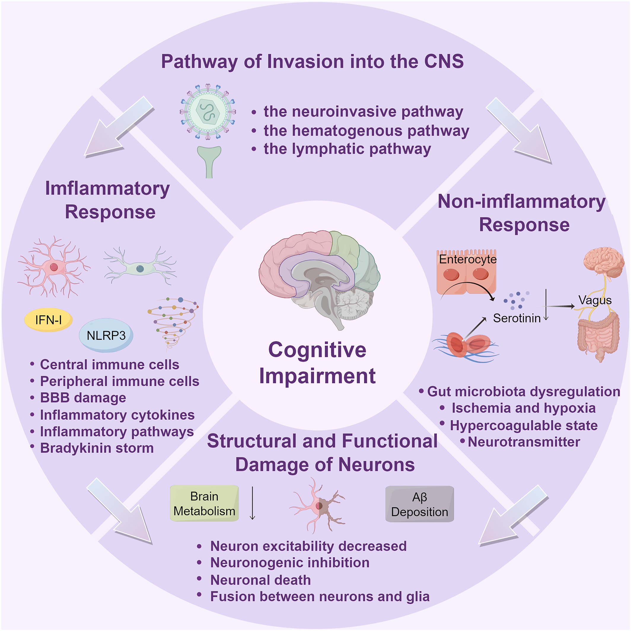 COVID-19 and cognitive impairment: From evidence to SARS-CoV-2 mechanism