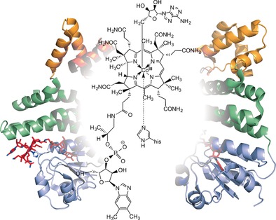 Coenzyme B12 Repurposed for Photoregulation of Gene Expression