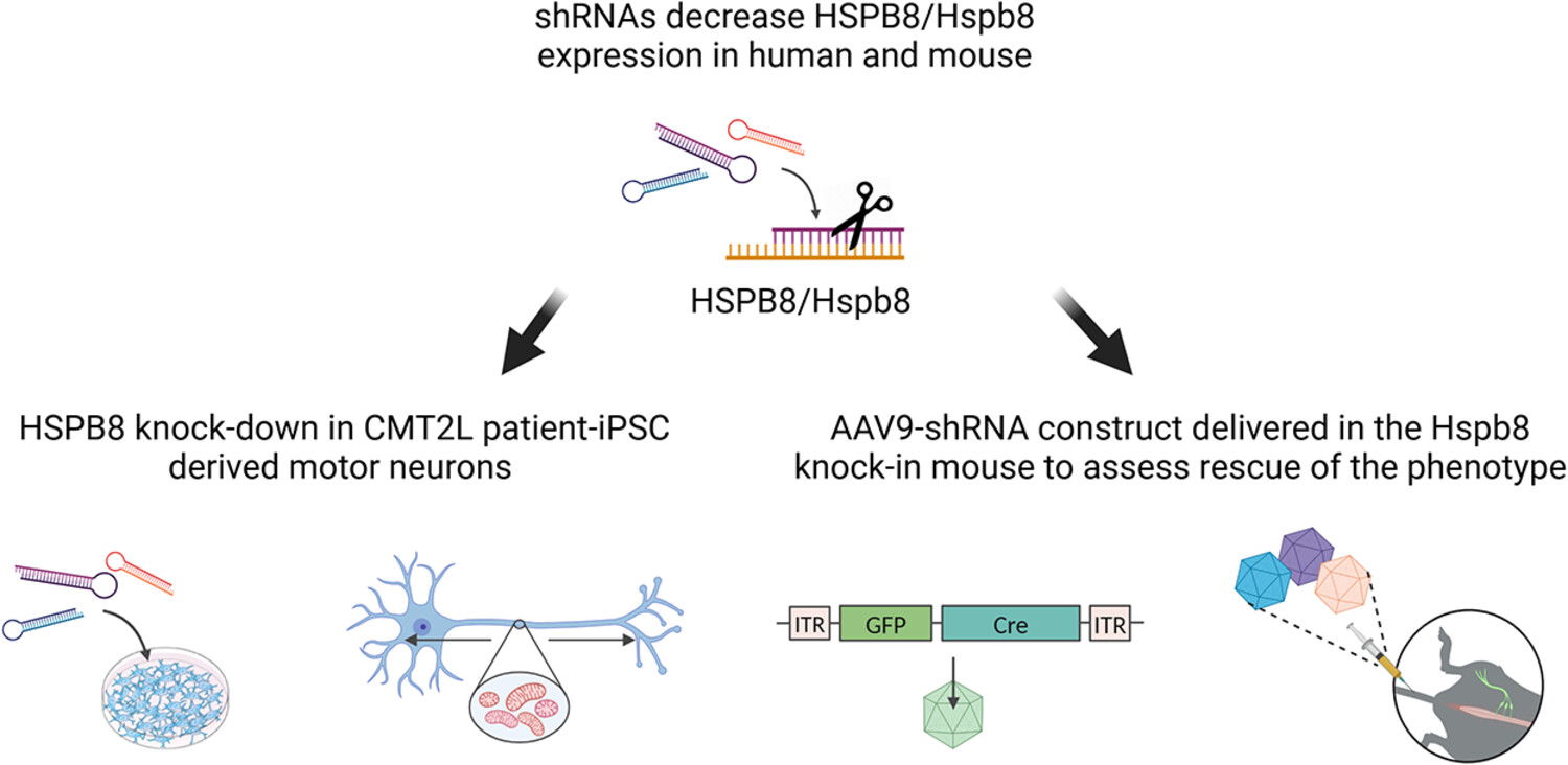 RNA Interference Targeting Small Heat Shock Protein B8 Failed to Improve Distal Hereditary Motor Neuropathy in the Mouse Model