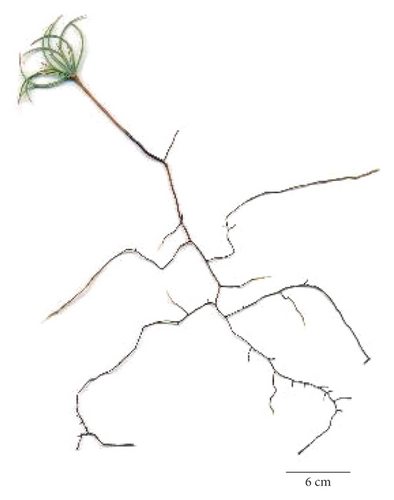 Details are in the caption following the image