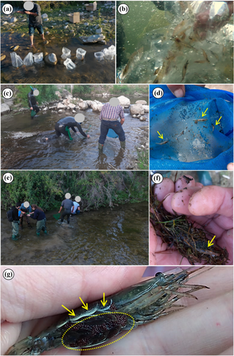 Details are in the caption following the image Details are in the caption following the image