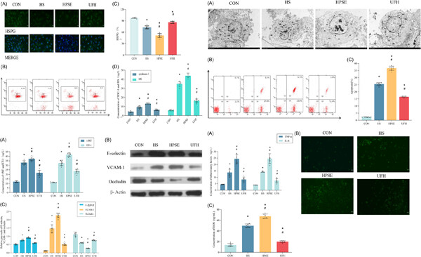 Heat stress combined with lipopolysaccharide induces pulmonary microvascular endothelial cell glycocalyx inflammatory damage in vitro