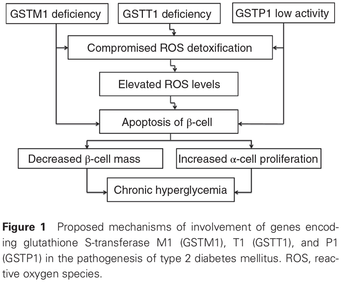 Glutathione S-transferase genes and the risk of type 2 diabetes mellitus: Role of sexual dimorphism, gene–gene and gene–smoking interactions in disease susceptibility