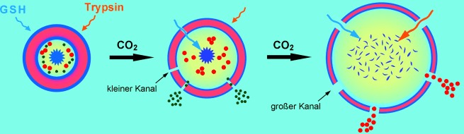 Breathing Polymersomes: CO2-Tuning Membrane Permeability for Size-Selective Release, Separation, and Reaction
