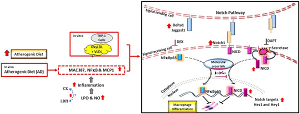 Molecular interaction of NFκB and NICD in monocyte–macrophage differentiation is a target for intervention in atherosclerosis