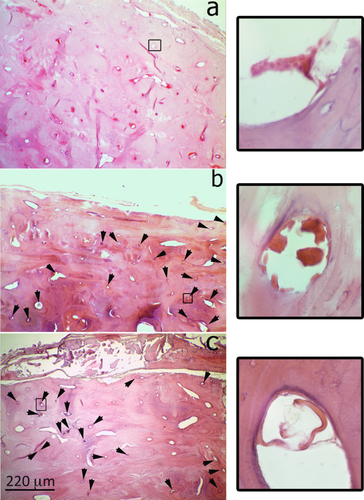 Details are in the caption following the image