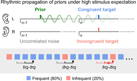 Propagation and update of auditory perceptual priors through alpha and theta rhythms