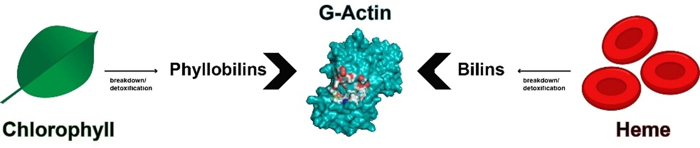 Tetrapyrrolische Pigmente aus dem Häm- und Chlorophyllabbau interagieren mit Aktin