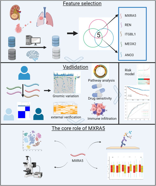 Definition and verification of novel metastasis and recurrence related signatures of ccRCC: A multicohort study