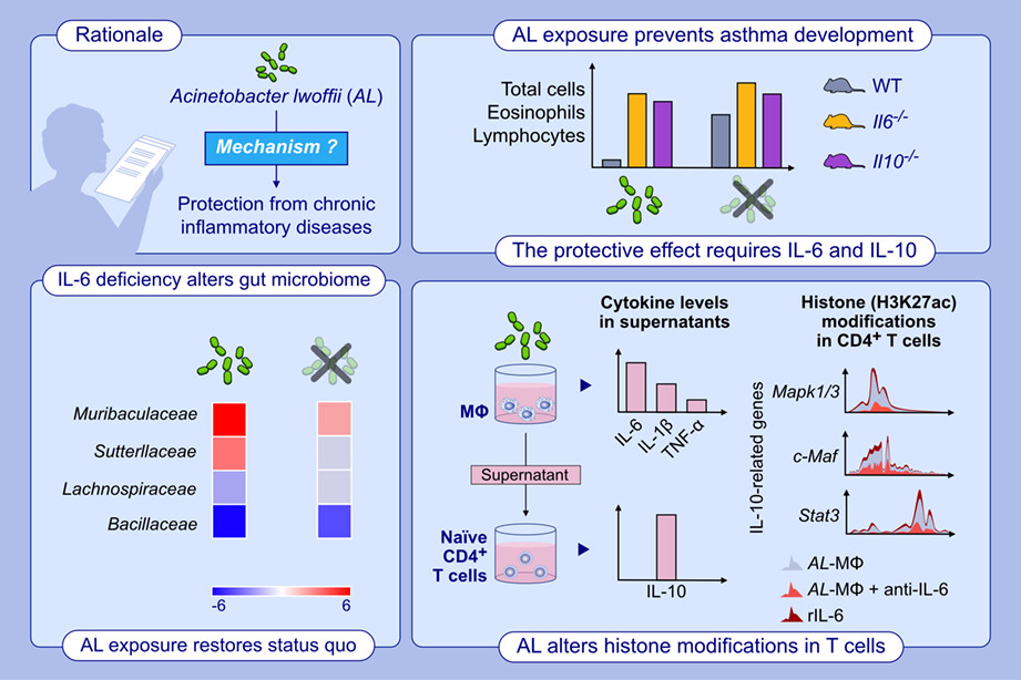 Intranasal administration of Acinetobacter lwoffii in a murine model of asthma induces IL-6-mediated protection associated with cecal microbiota changes