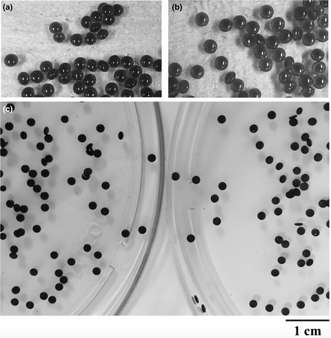 Development and evaluation of floating alginate microspheres for oral delivery of anthocyanins – A preliminary investigation