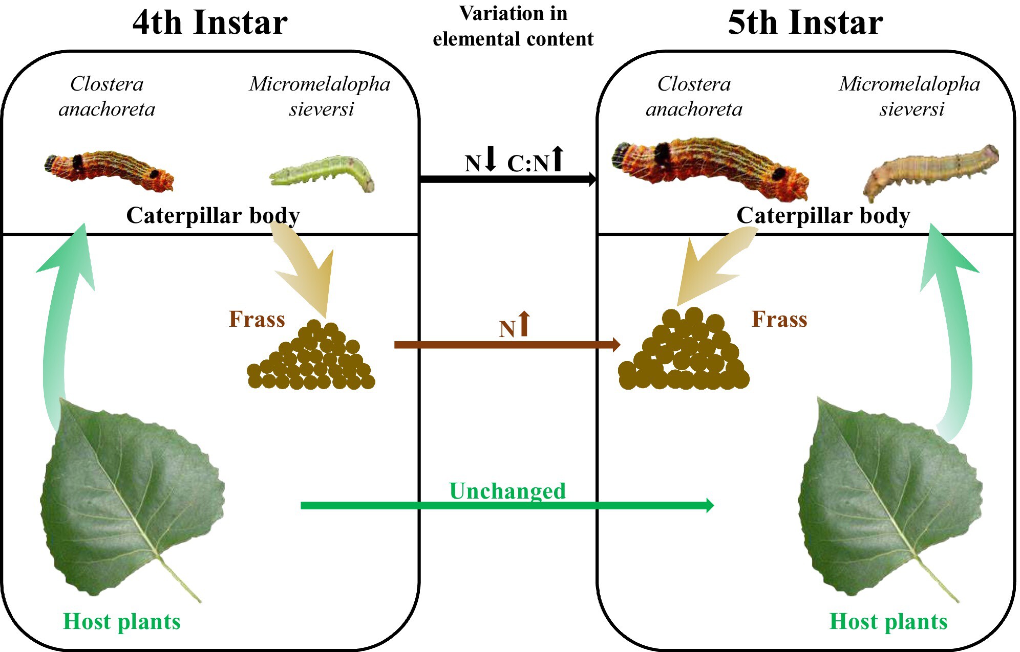 Later instars of two poplar caterpillar species excrete higher nitrogen content in frass