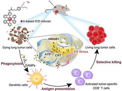 An ER-Targeting Iridium(III) Complex That Induces Immunogenic Cell Death in Non-Small-Cell Lung Cancer