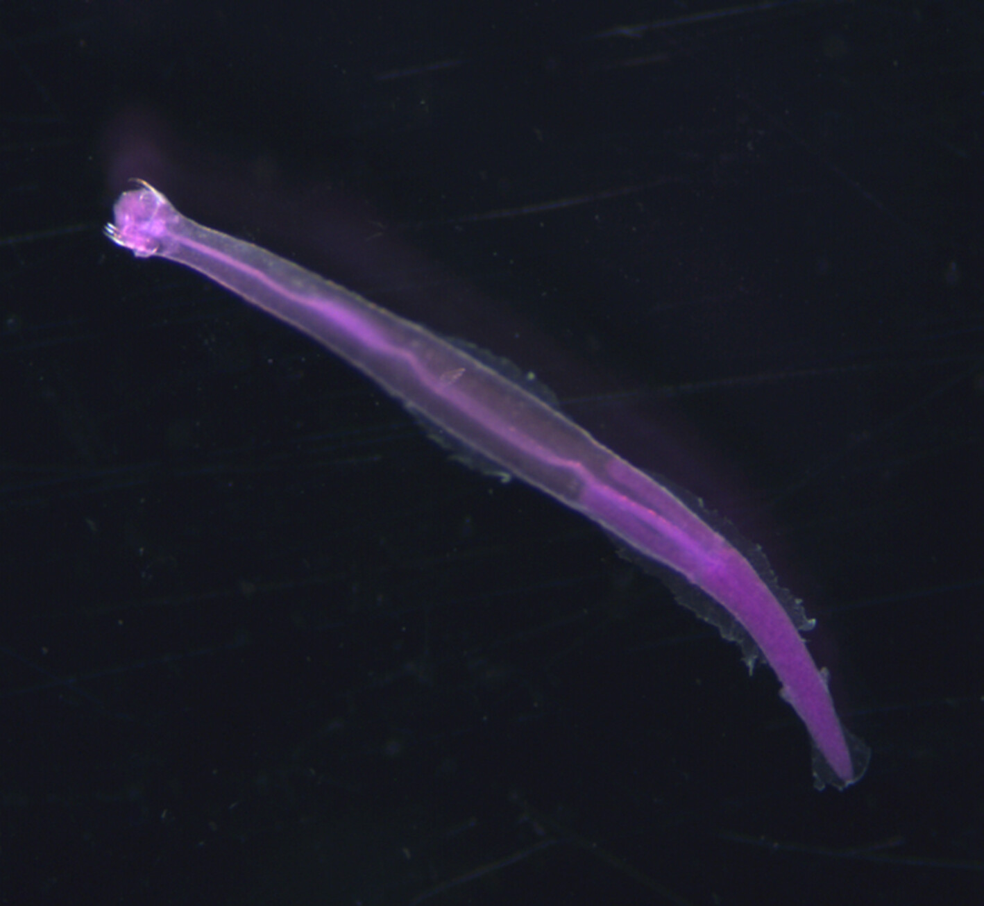 Diversity, seasonal abundance, and environmental drivers of chaetognath populations in North Inlet Estuary, South Carolina, USA
