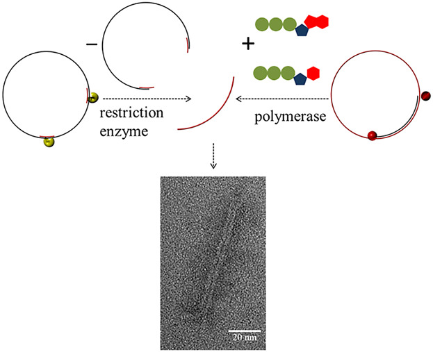 Folding DNA Origami Nanolevers From Differently Prepared Scaffold Strands