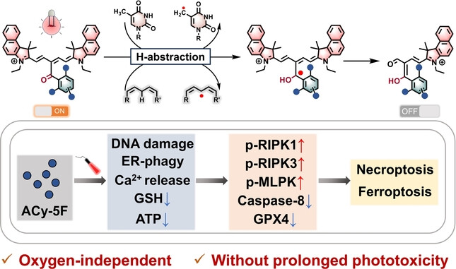 Red-Light Triggered H-Abstraction Photoinitiators for the Efficient Oxygen-Independent Therapy of Hypoxic Tumors