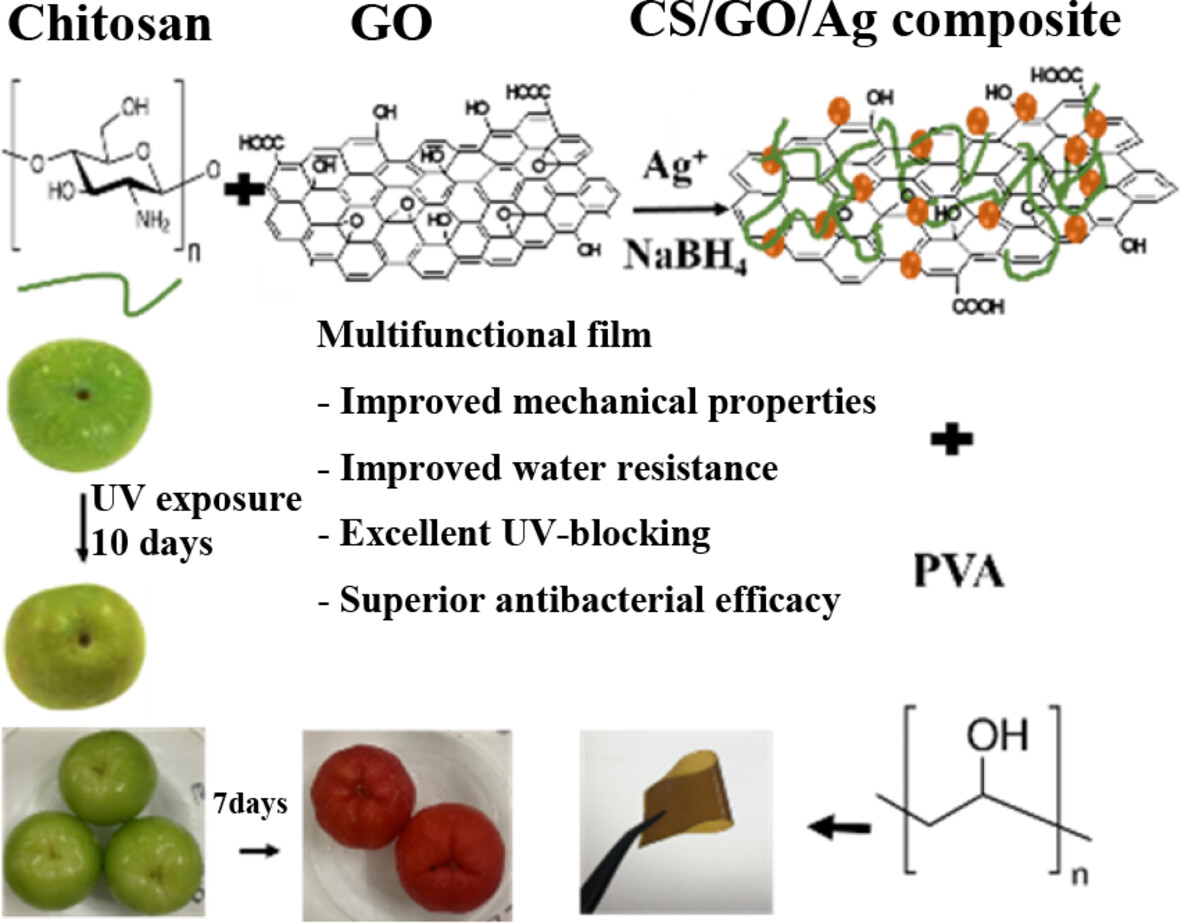 Chitosan/Graphene Oxide/Ag Nanocomposites Loaded in Polyvinyl Alcohol Films as Biodegradable, UV-Blocking, and Antibacterial Film for Fruit Packaging