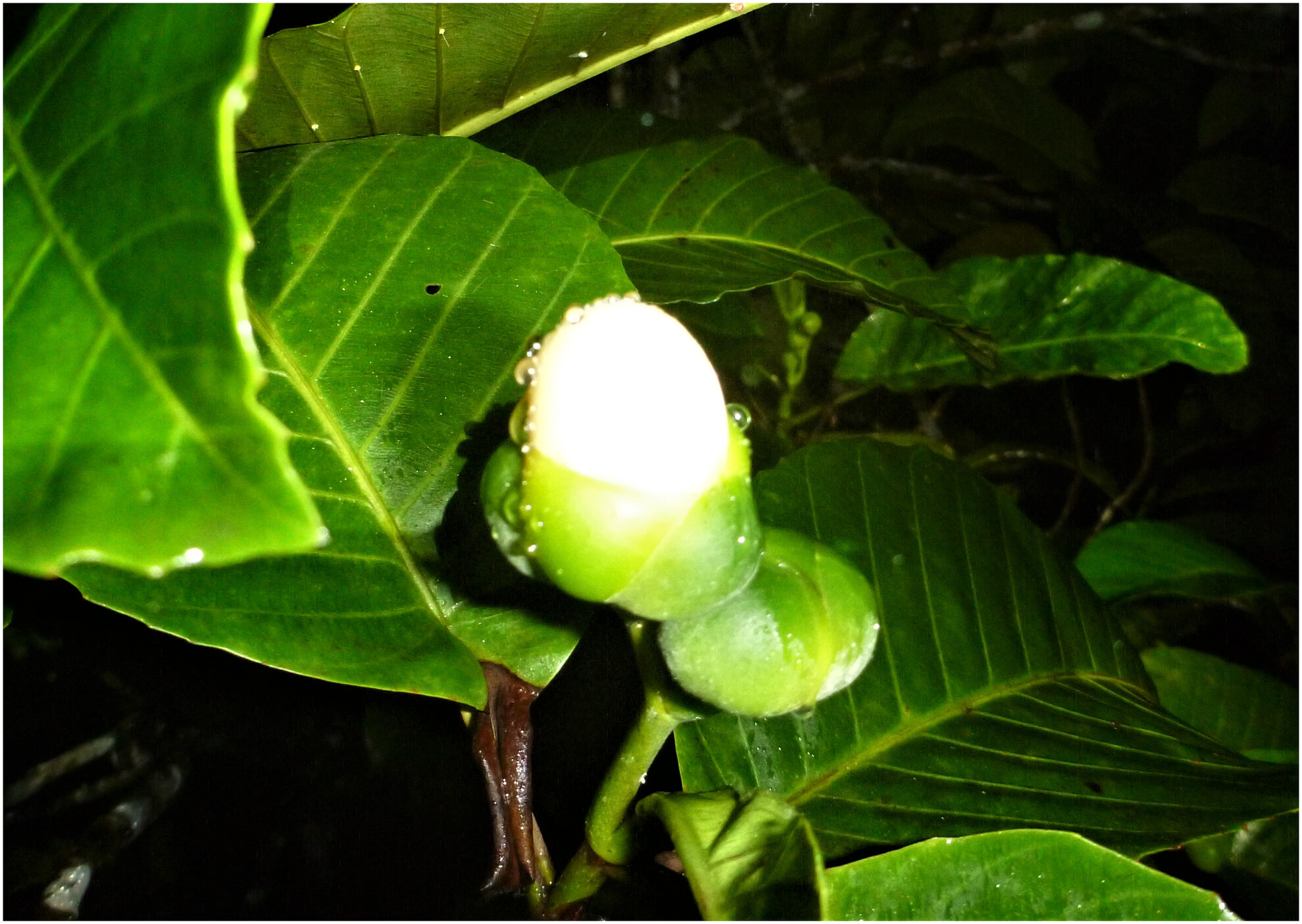 Dillenia (Dilleniaceae) pollen heteromorphy and presentation, and implications for pollination by bats