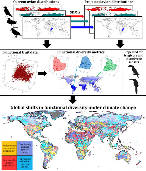 Global impacts of climate change on avian functional diversity