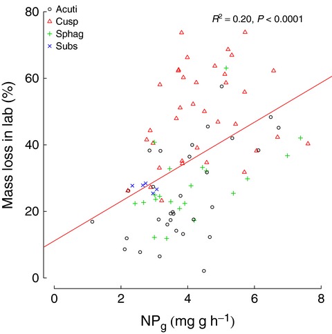 Photosynthesis, growth, and decay traits in Sphagnum – a multispecies comparison