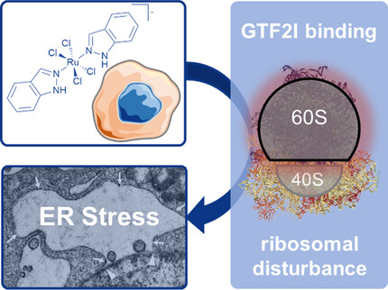 Interaction with Ribosomal Proteins Accompanies Stress Induction of the Anticancer Metallodrug BOLD-100/KP1339 in the Endoplasmic Reticulum