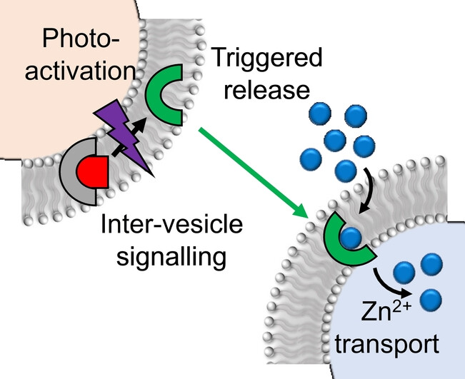 Inter-Vesicle Signal Transduction Using a Photo-Responsive Zinc Ionophore