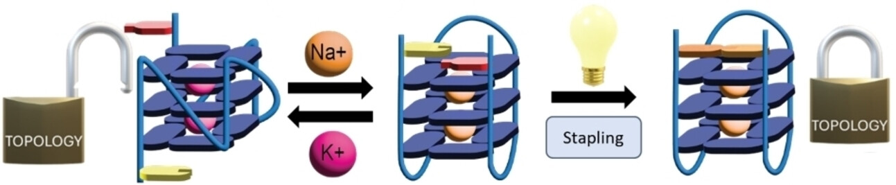Locking up G-Quadruplexes with Light-Triggered Staples Leads to Increased Topological, Thermodynamic, and Metabolic Stability