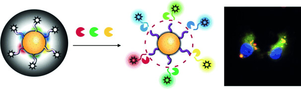 Multiplex Imaging of an Intracellular Proteolytic Cascade by using a Broad-Spectrum Nanoquencher