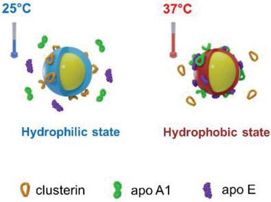 Temperature-Responsive Nanoparticles Enable Specific Binding of Apolipoproteins from Human Plasma