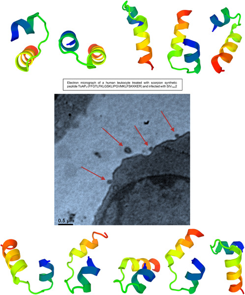Antiretroviral and cytotoxic activities of Tityus obscurus synthetic peptide