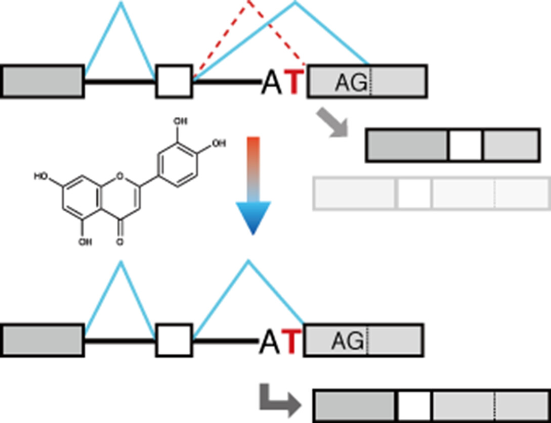 A Splicing Reporter Tuned to Non-AG Acceptor Sites Reveals that Luteolin Enhances the Recognition of Non-canonical Acceptor Sites