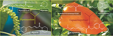 Schärfe in der Biosynthese
