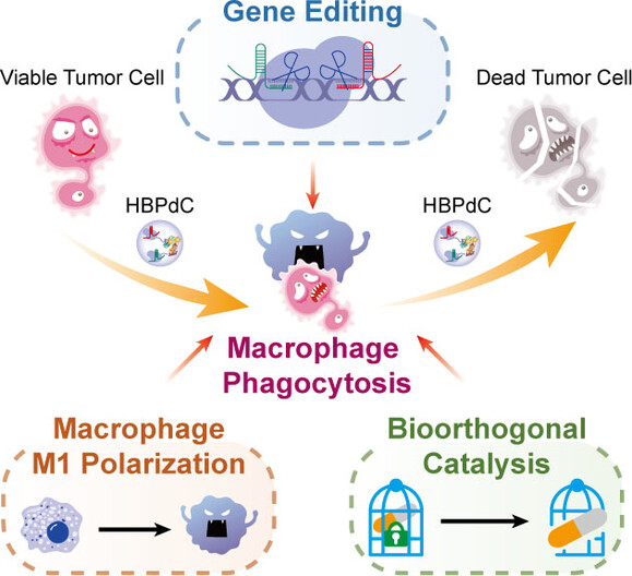 A Gene-Editable Palladium-Based Bioorthogonal Nanoplatform Facilitates Macrophage Phagocytosis for Tumor Therapy