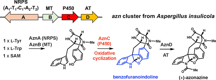 Enzymatic Benzofuranoindoline Formation in the Biosynthesis of the Strained Bridgehead Bicyclic Dipeptide (+)-Azonazine A