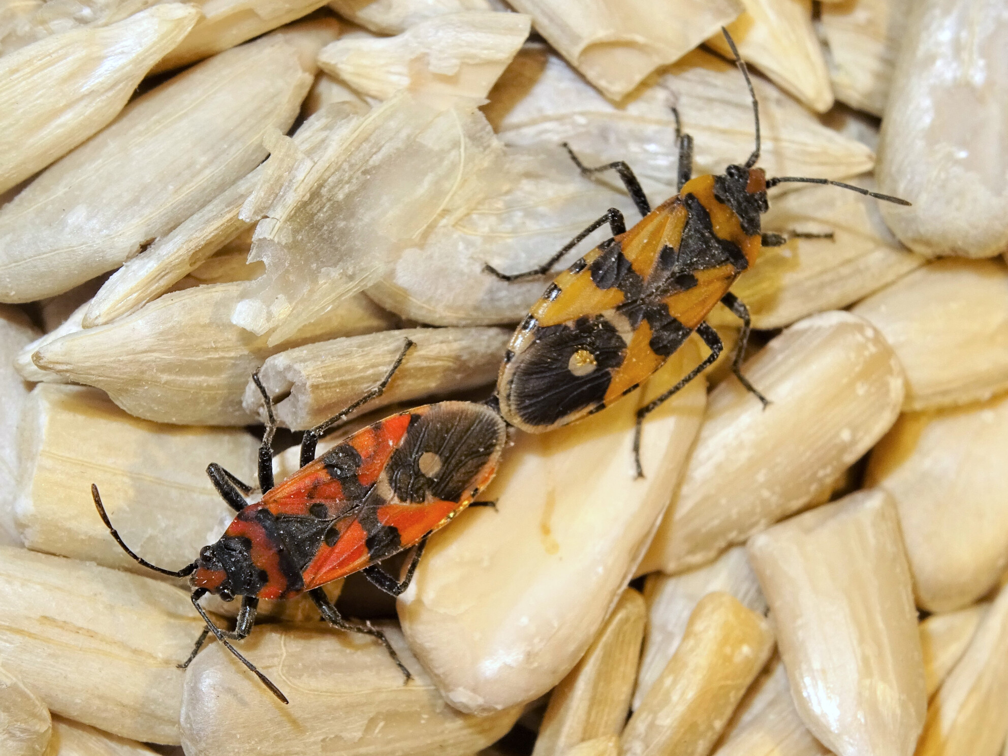 Post-Copulatory Sexual Selection in an Insect With High Levels of Mating Failure