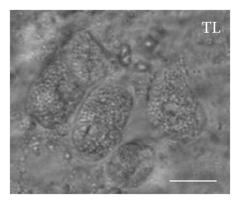 Details are in the caption following the image